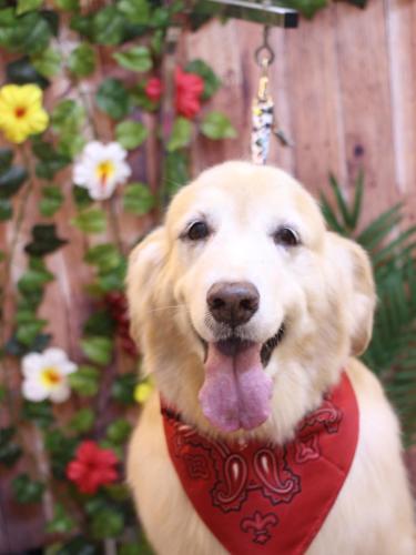 20230819みるくちゃん